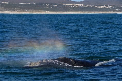 whales in hermanus season|Whale and shark viewing 